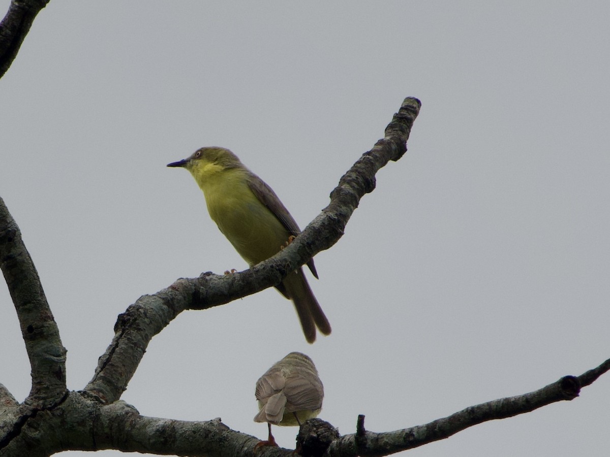 Green-capped Eremomela - ML646444469