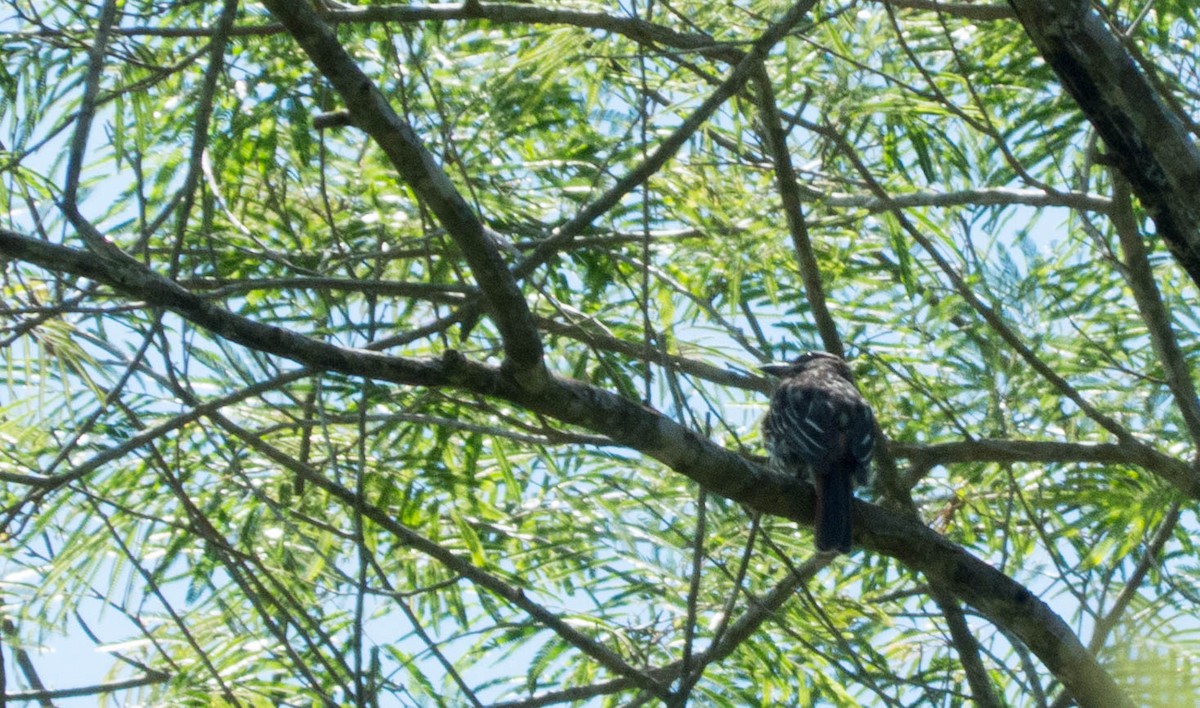 Streaked Flycatcher - ML646444471