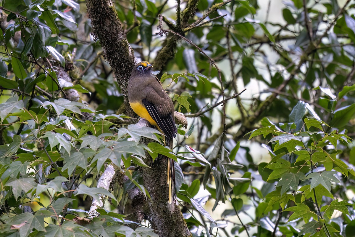 Ward's Trogon - ML646444475