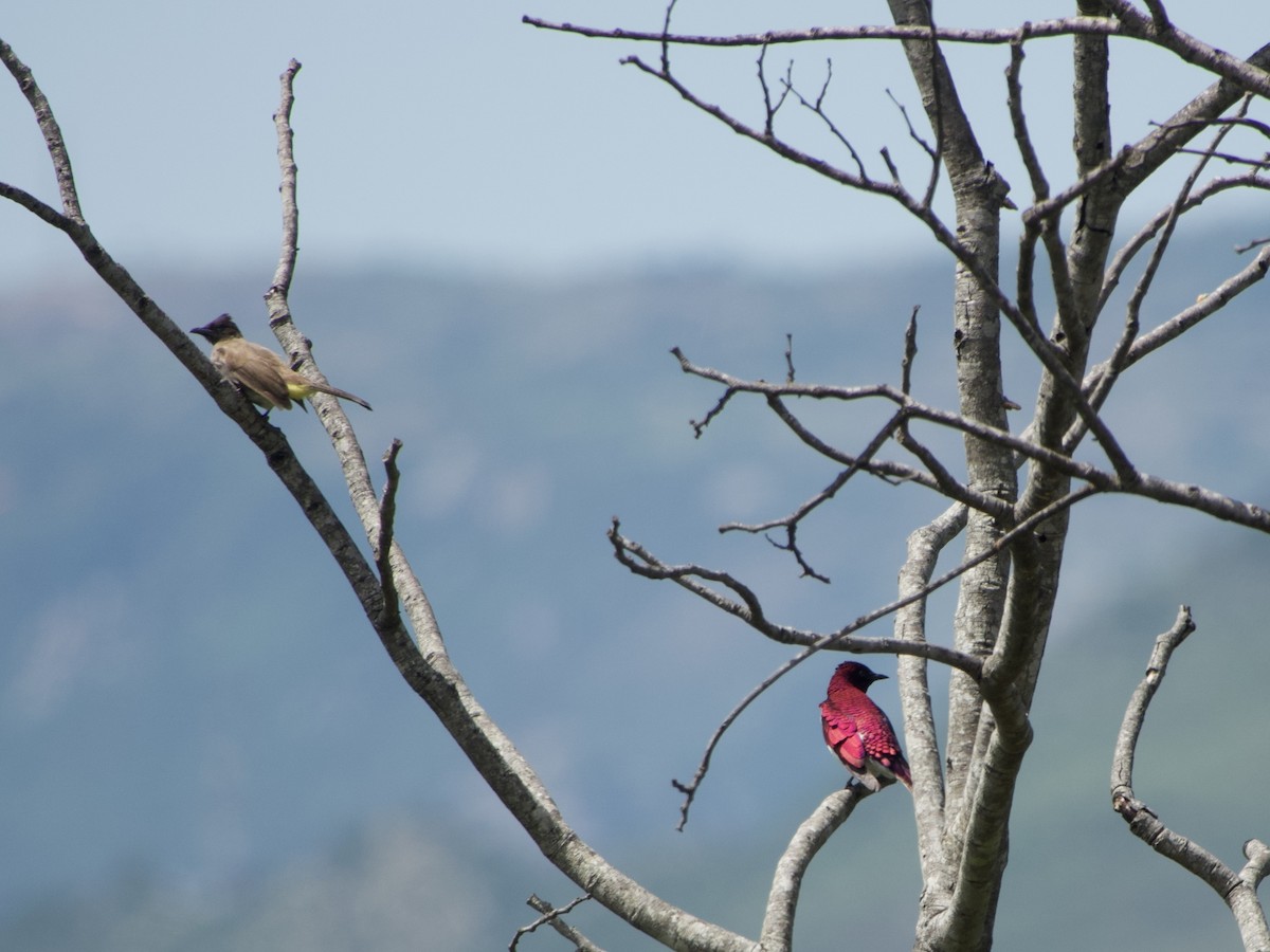 Violet-backed Starling - ML646444476