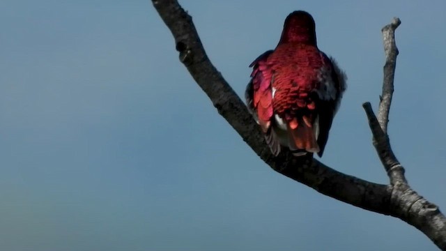Violet-backed Starling - ML646444477