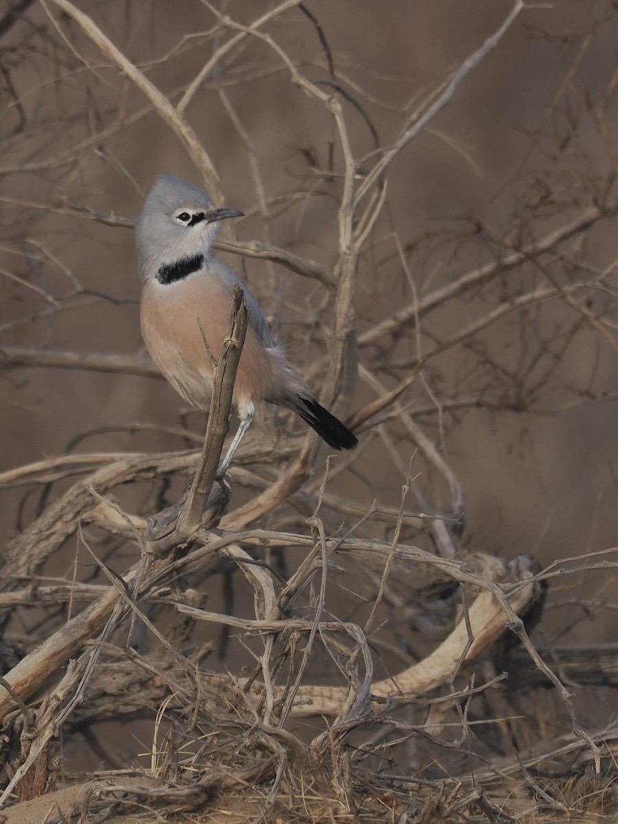 Turkestan Ground-Jay - ML646444478