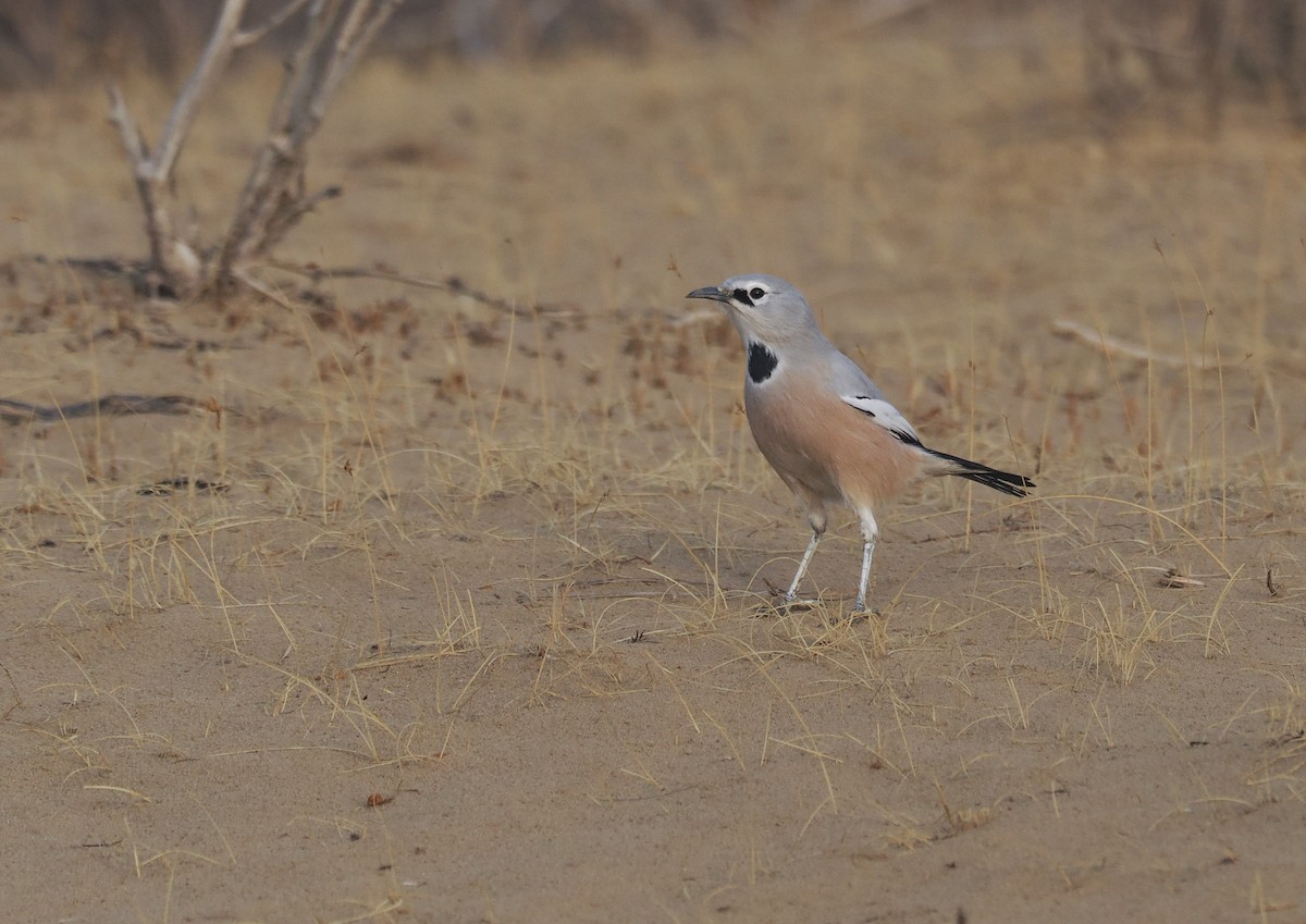 Turkestan Ground-Jay - ML646444479