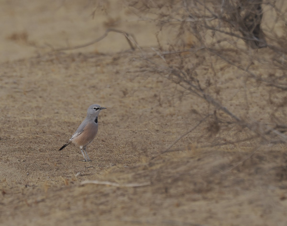 Turkestan Ground-Jay - ML646444480