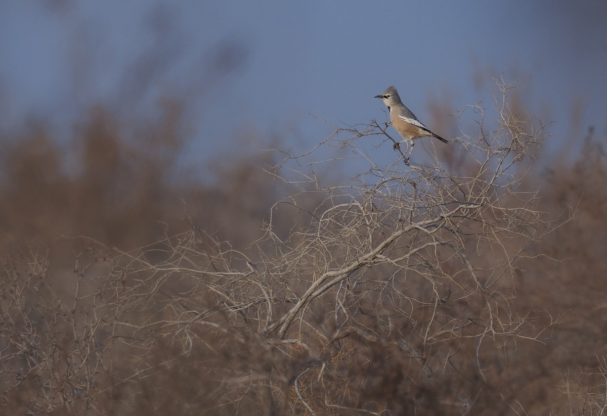 Turkestan Ground-Jay - ML646444481