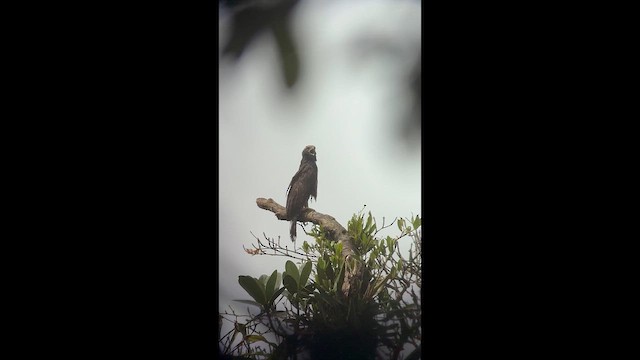 Black Hawk-Eagle - ML646444482