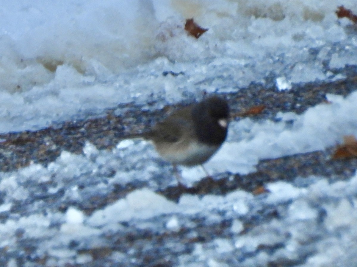 Dark-eyed Junco - ML646444483