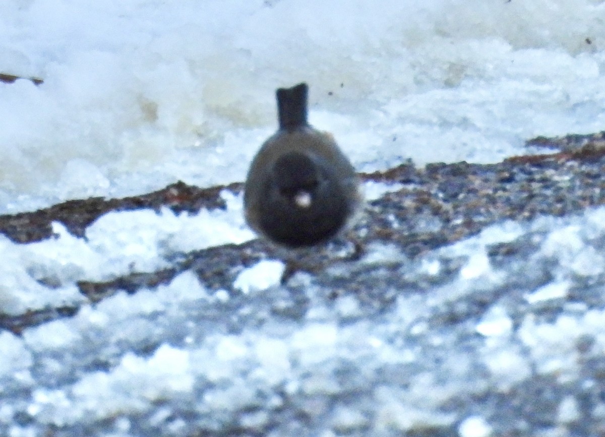 Dark-eyed Junco - ML646444484