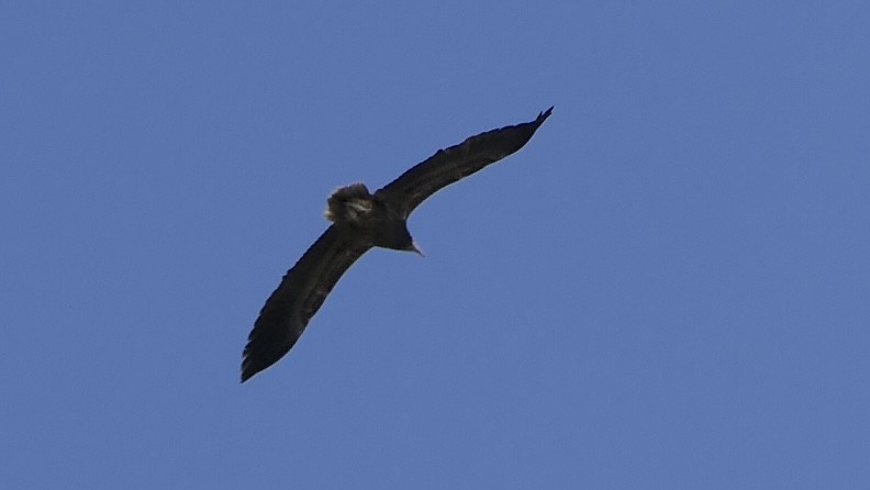 sup mrchožravý - ML646444485