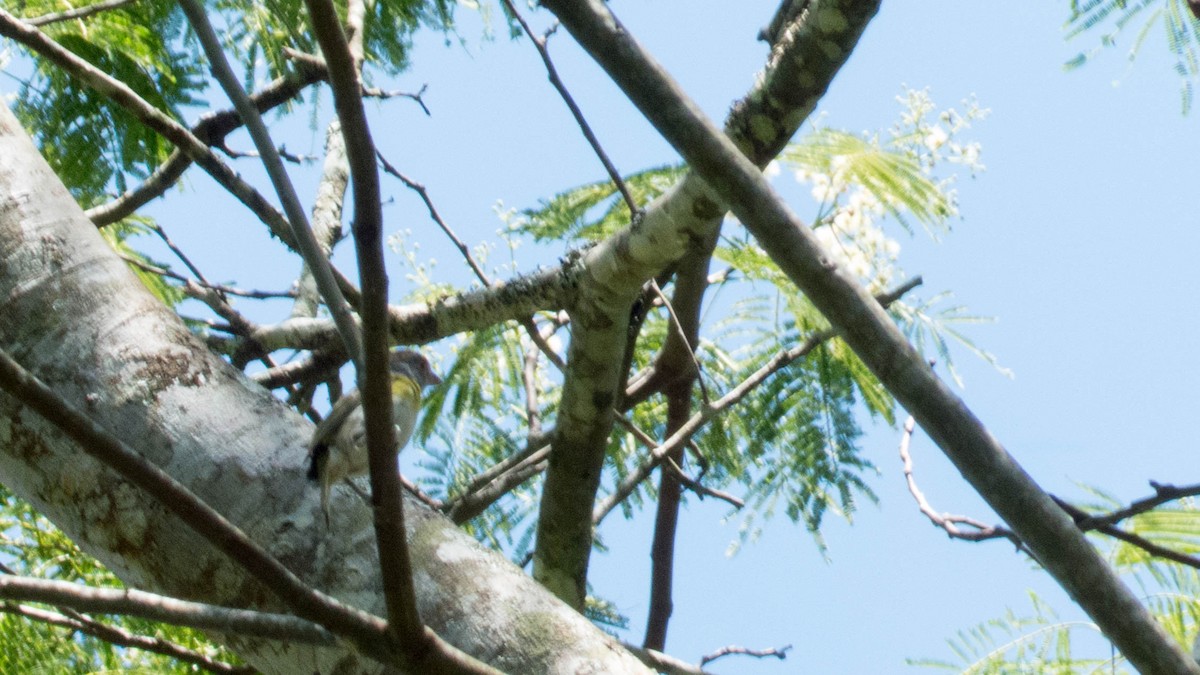 Rufous-browed Peppershrike - ML646444486