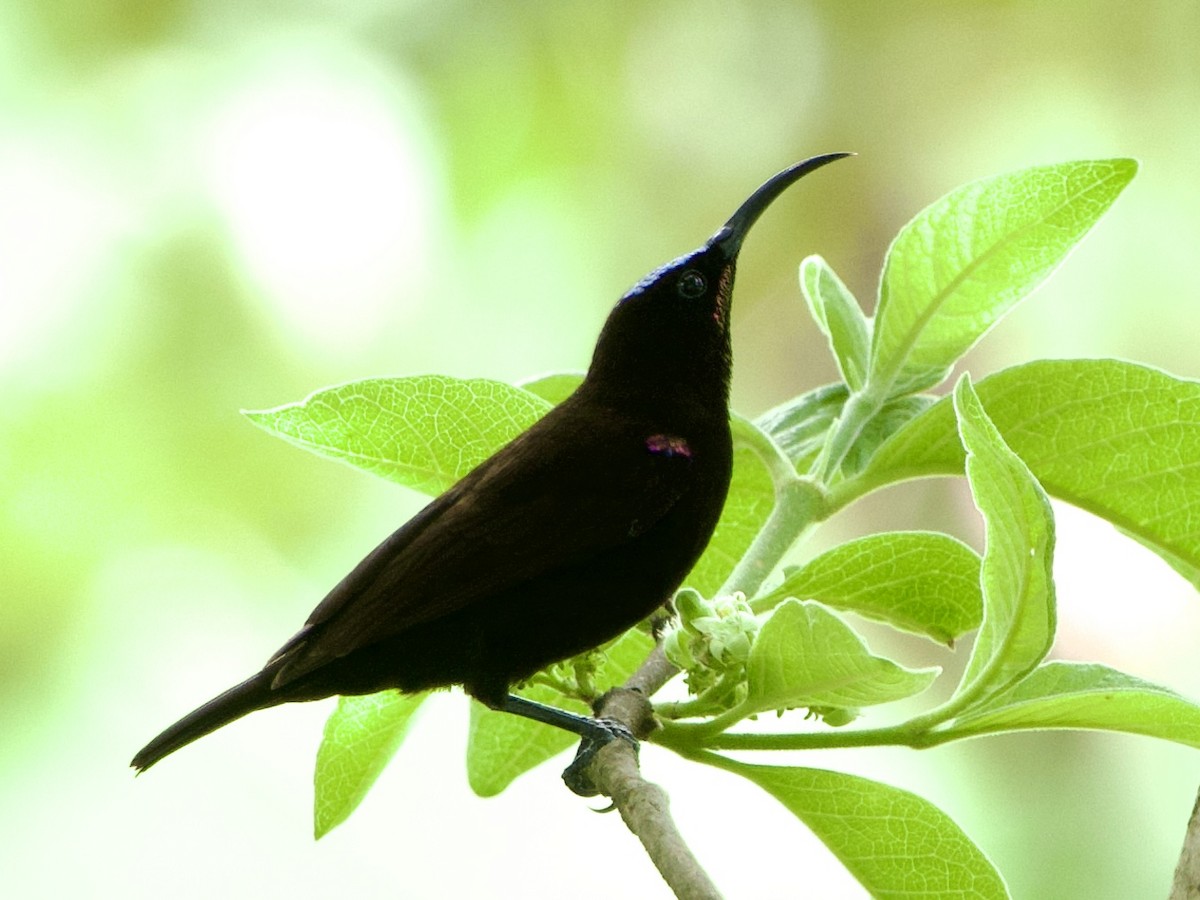 Amethyst Sunbird - ML646444487