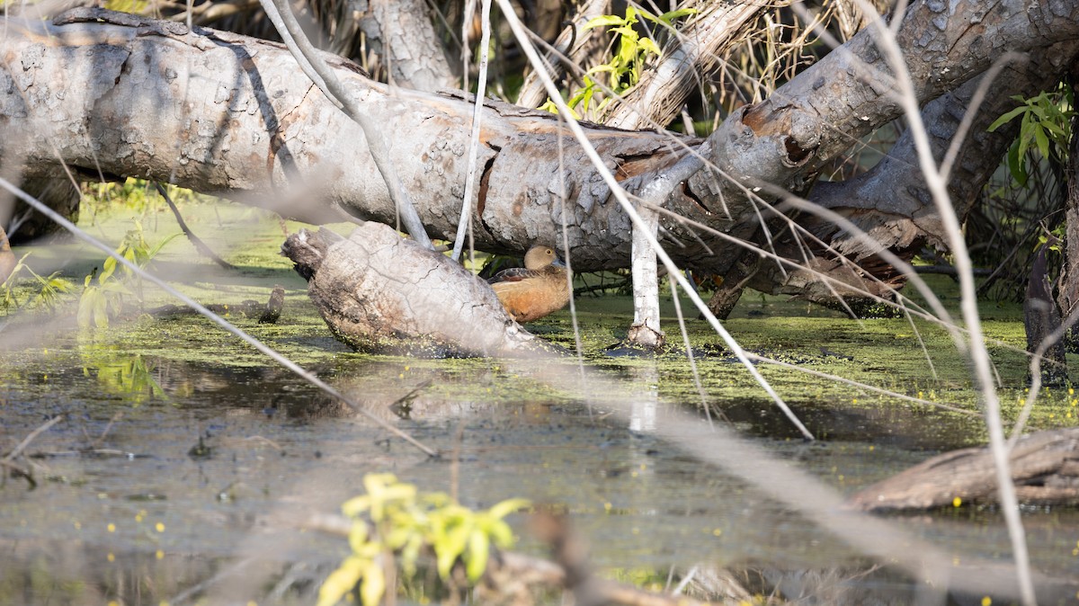 Lesser Whistling-Duck - ML646444488