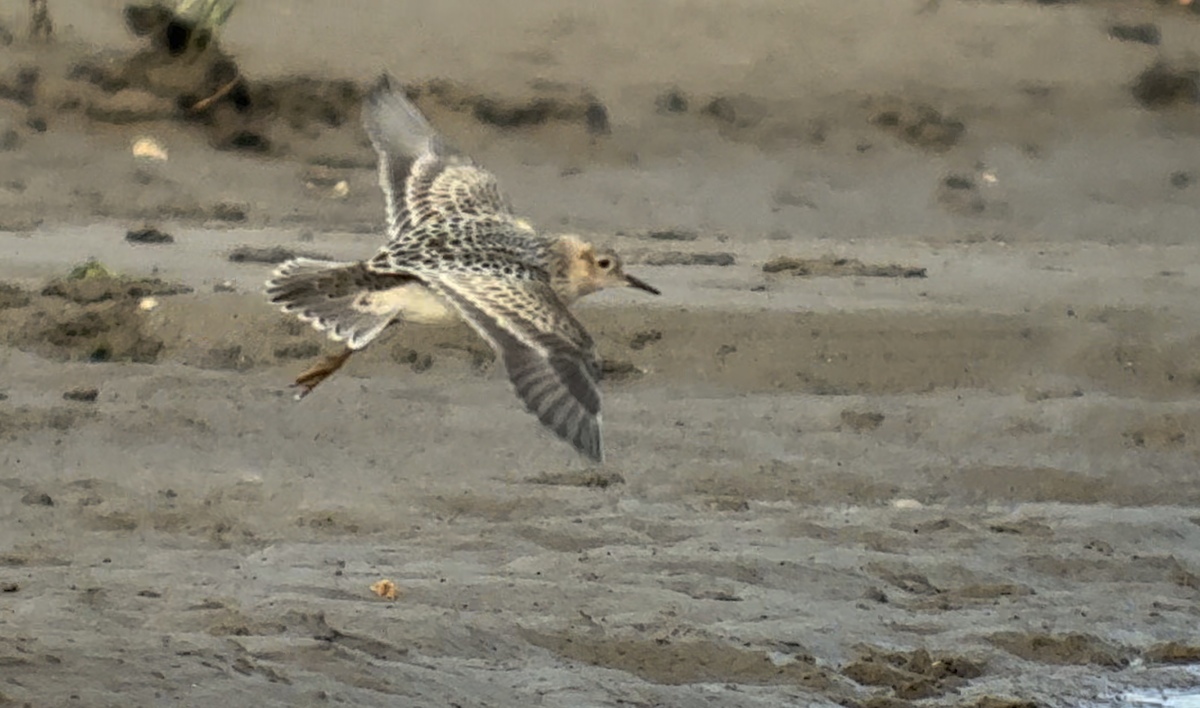 jespák plavý - ML646444489