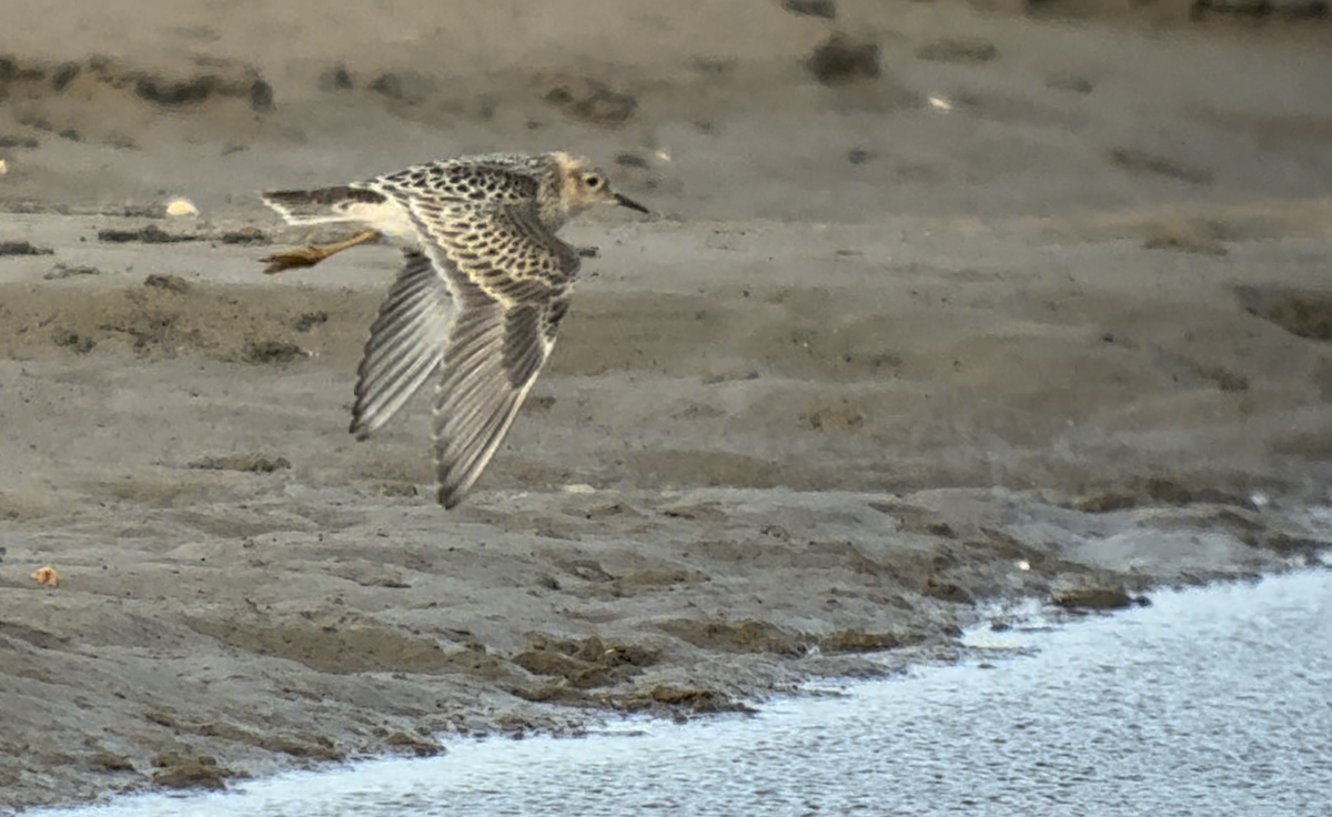 jespák plavý - ML646444490