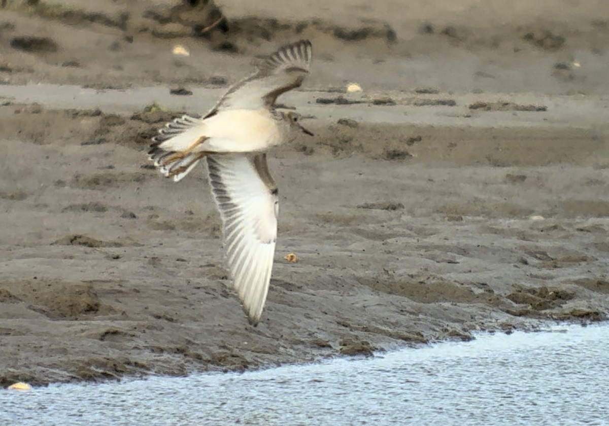 jespák plavý - ML646444491