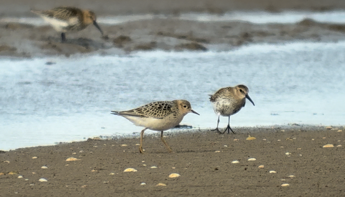 jespák plavý - ML646444492