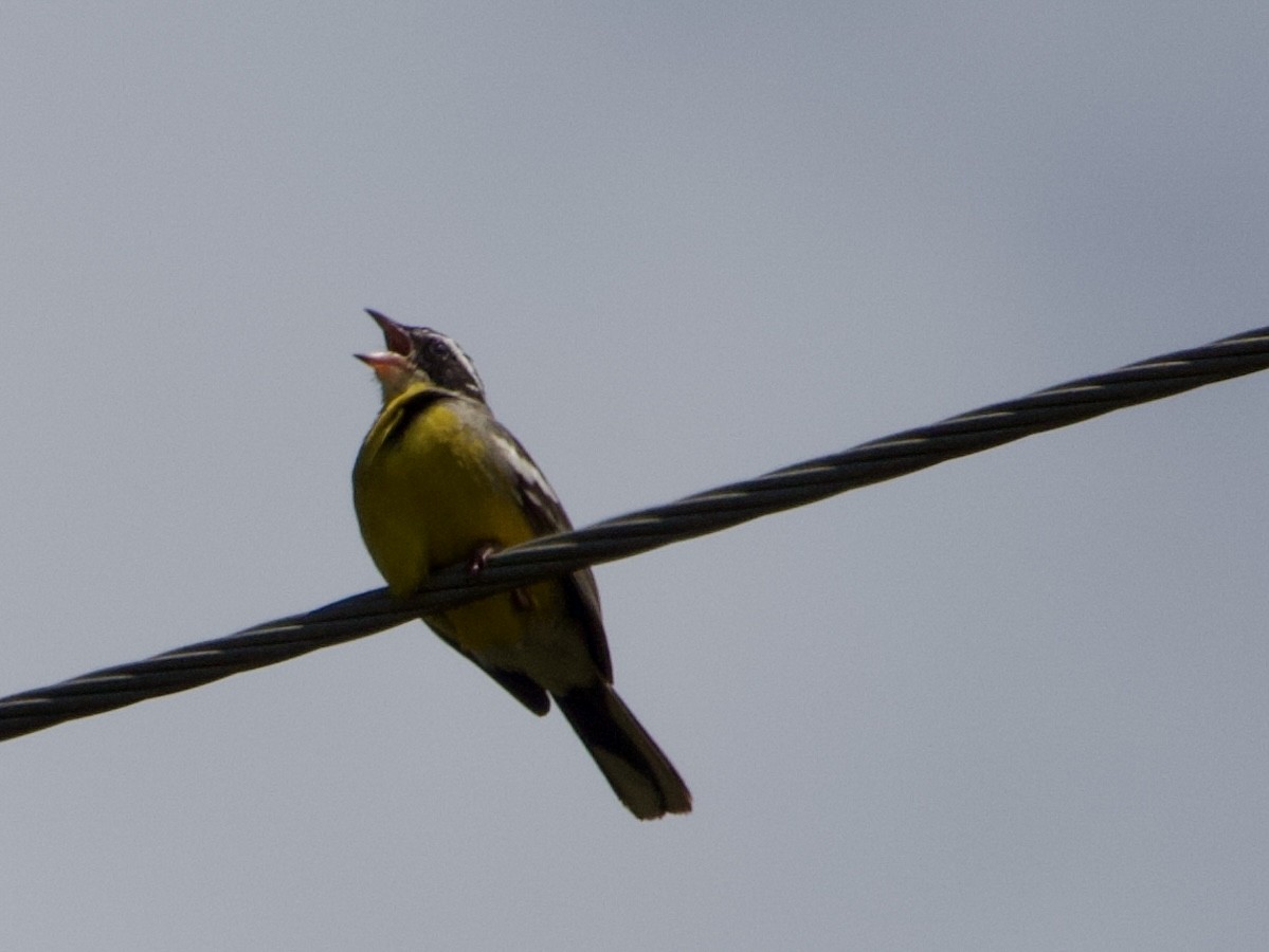 Cabanis's Bunting - ML646444497