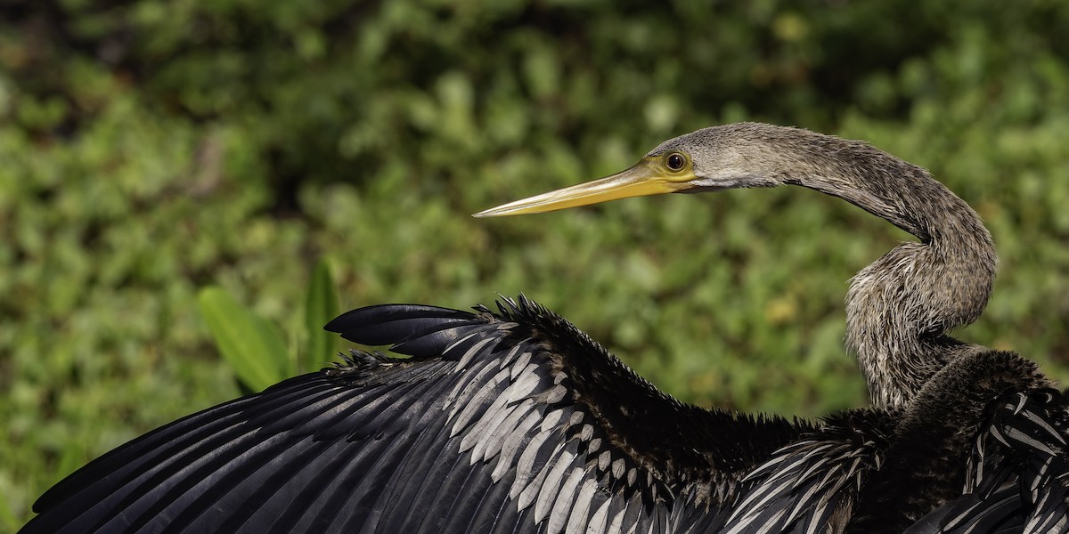 Anhinga d'Amérique - ML646444498