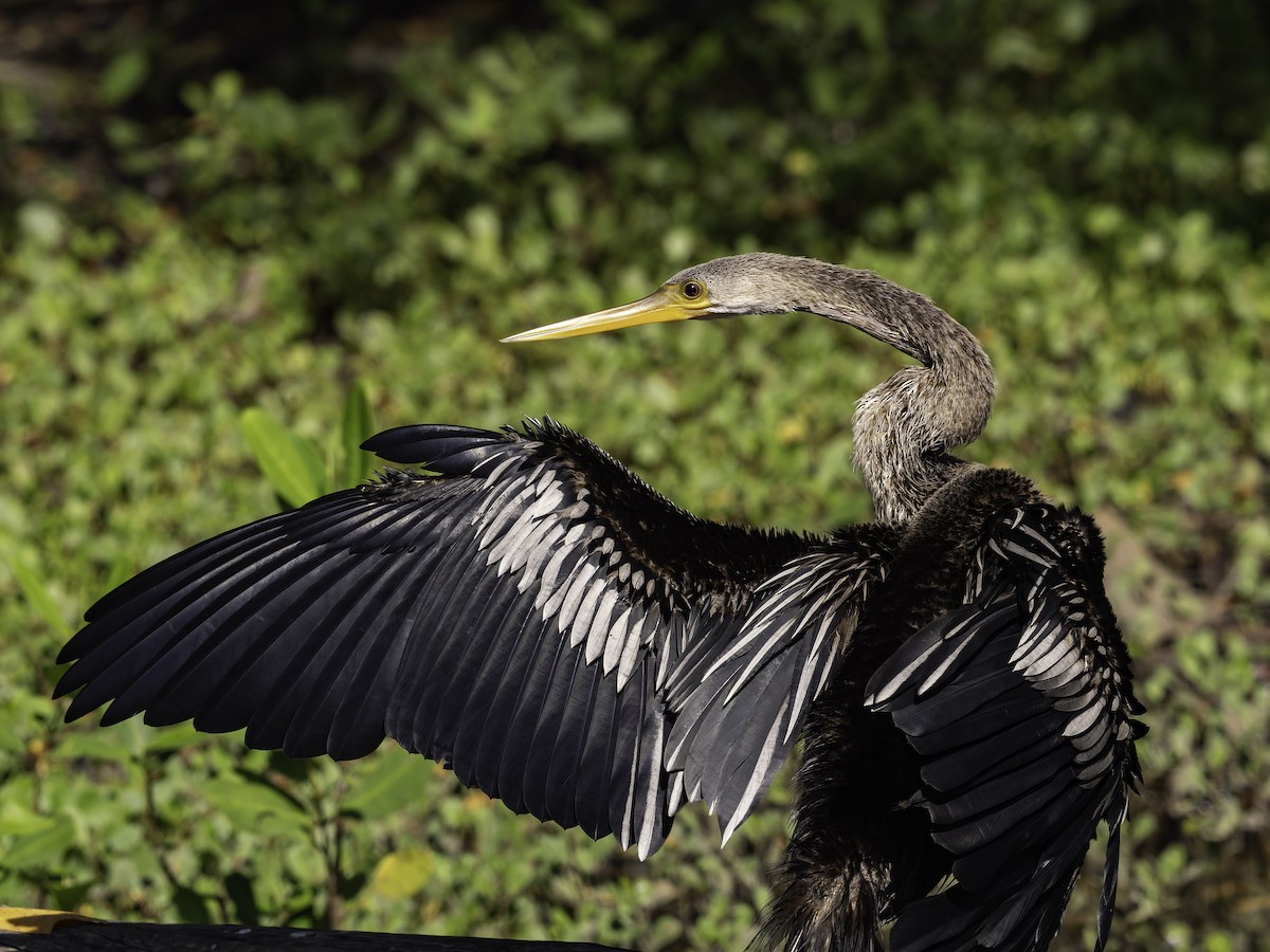 Anhinga d'Amérique - ML646444499