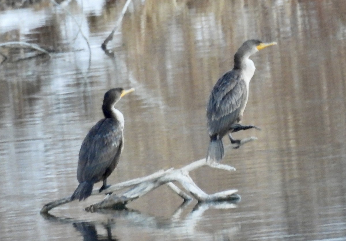 Double-crested Cormorant - ML646444500