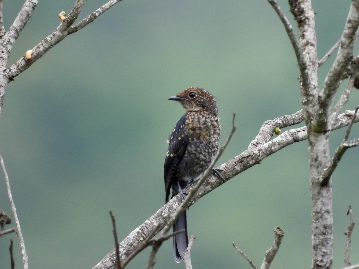 Southern Black-Flycatcher - ML646444502