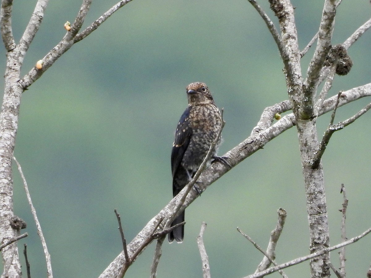 Southern Black-Flycatcher - ML646444503