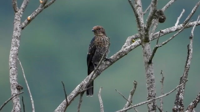 Southern Black-Flycatcher - ML646444504
