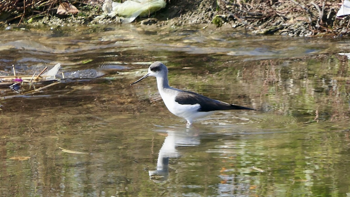 pisila čáponohá - ML646444505