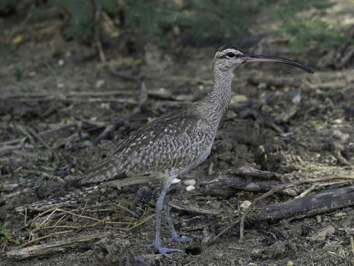 Courlis hudsonien - ML646444509