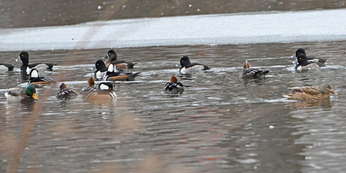 マガモ - ML646444510