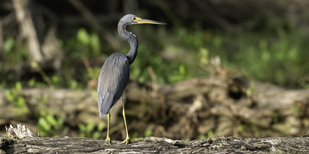 Aigrette tricolore - ML646444515