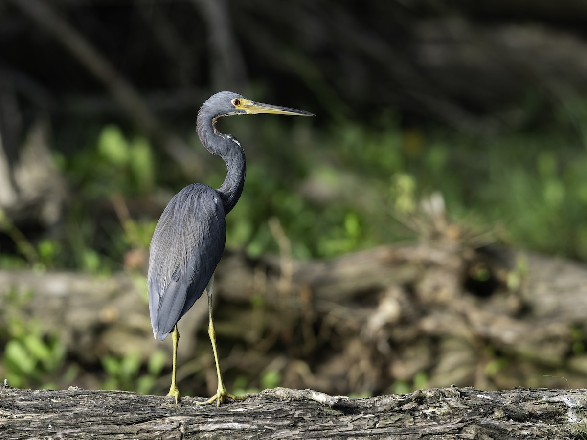 Aigrette tricolore - ML646444517