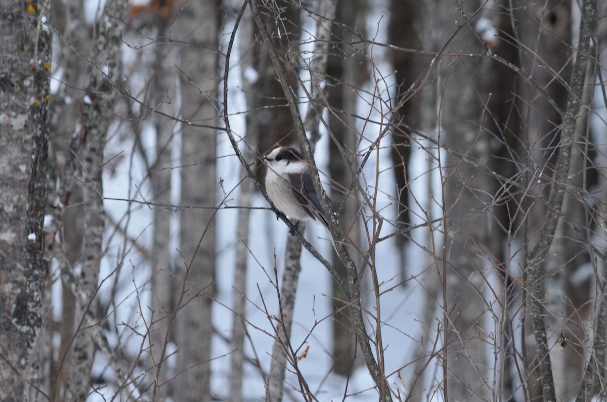 Canada Jay - ML646444519