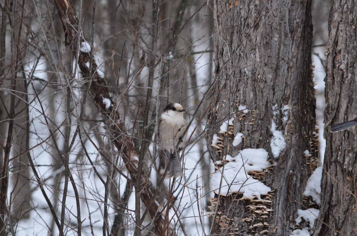 Canada Jay - ML646444520