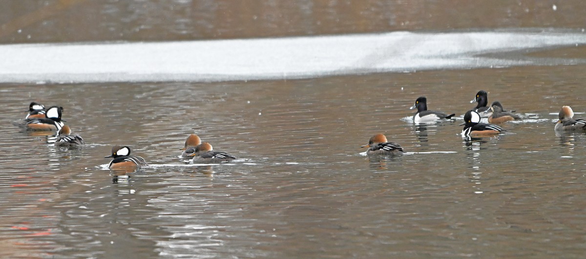 オウギアイサ - ML646444521