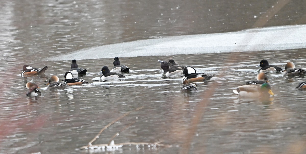 オウギアイサ - ML646444522