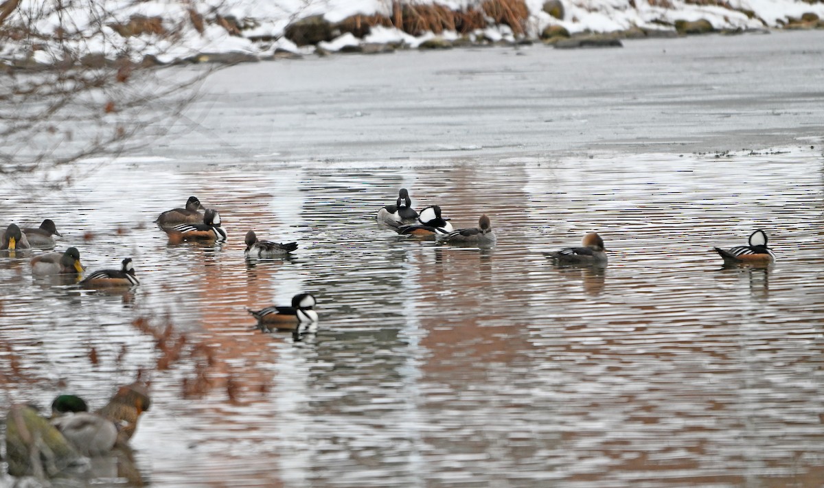 オウギアイサ - ML646444523