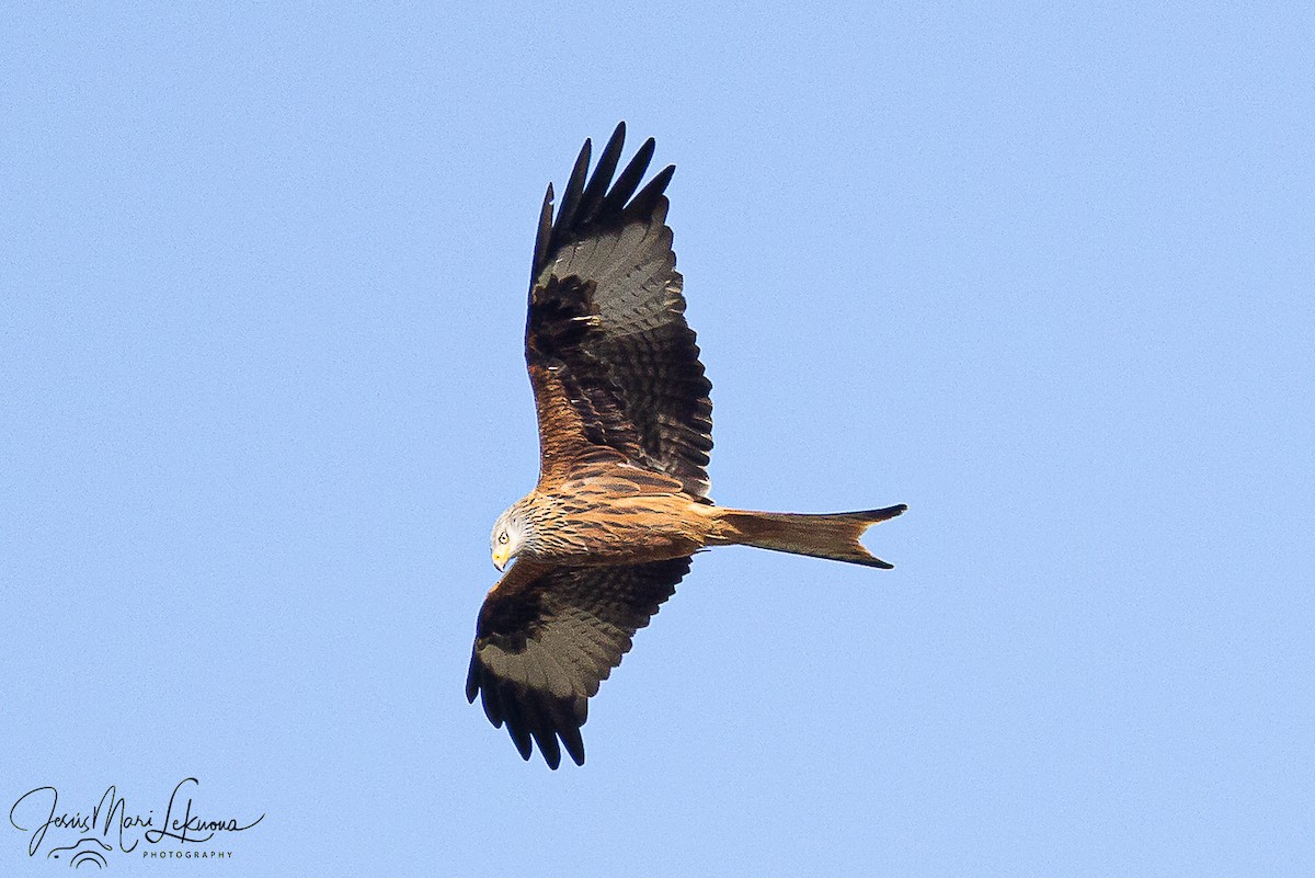 Red Kite - ML646444524