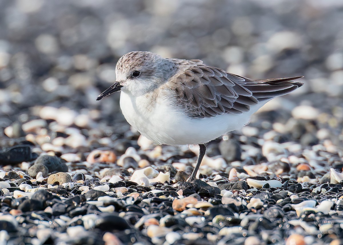 Gambecchio collorosso - ML646444531