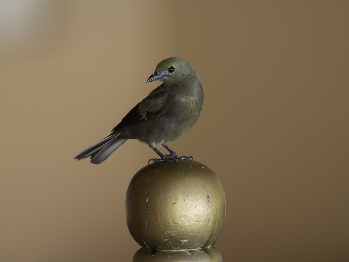 Tangara des palmiers - ML646444532