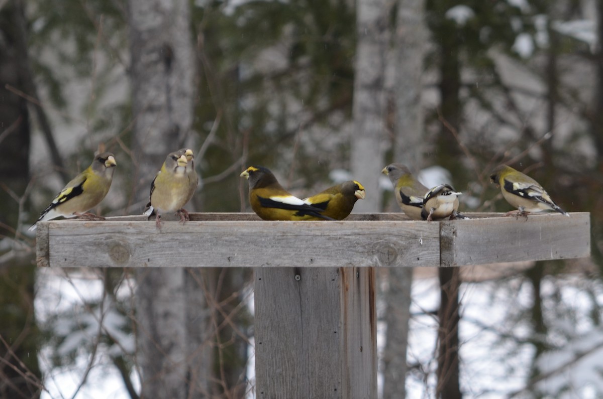 Evening Grosbeak - ML646444533