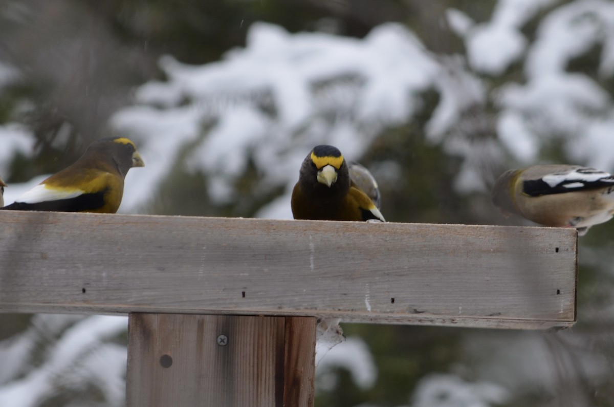 Evening Grosbeak - ML646444534
