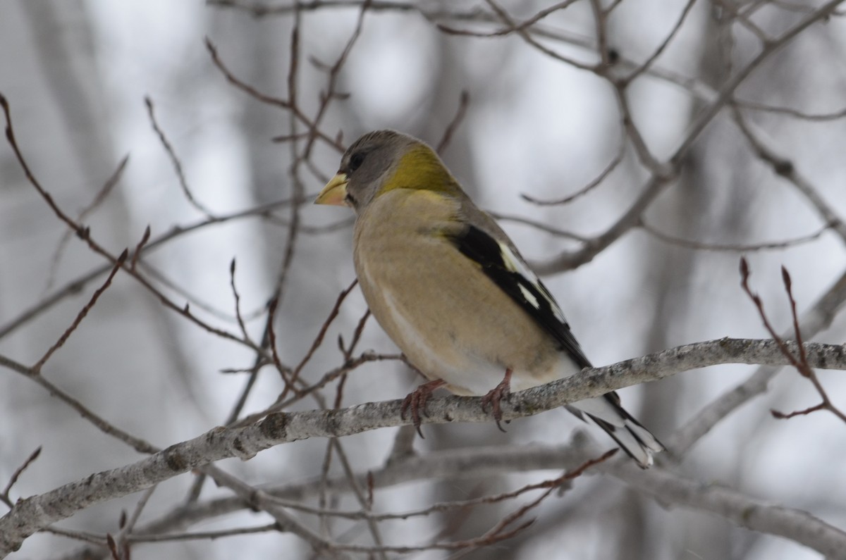 Evening Grosbeak - ML646444535