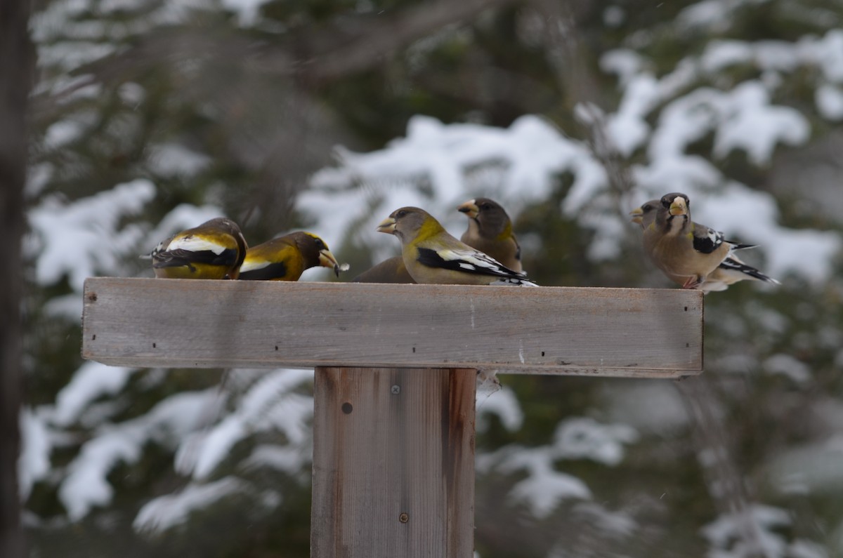 Evening Grosbeak - ML646444536