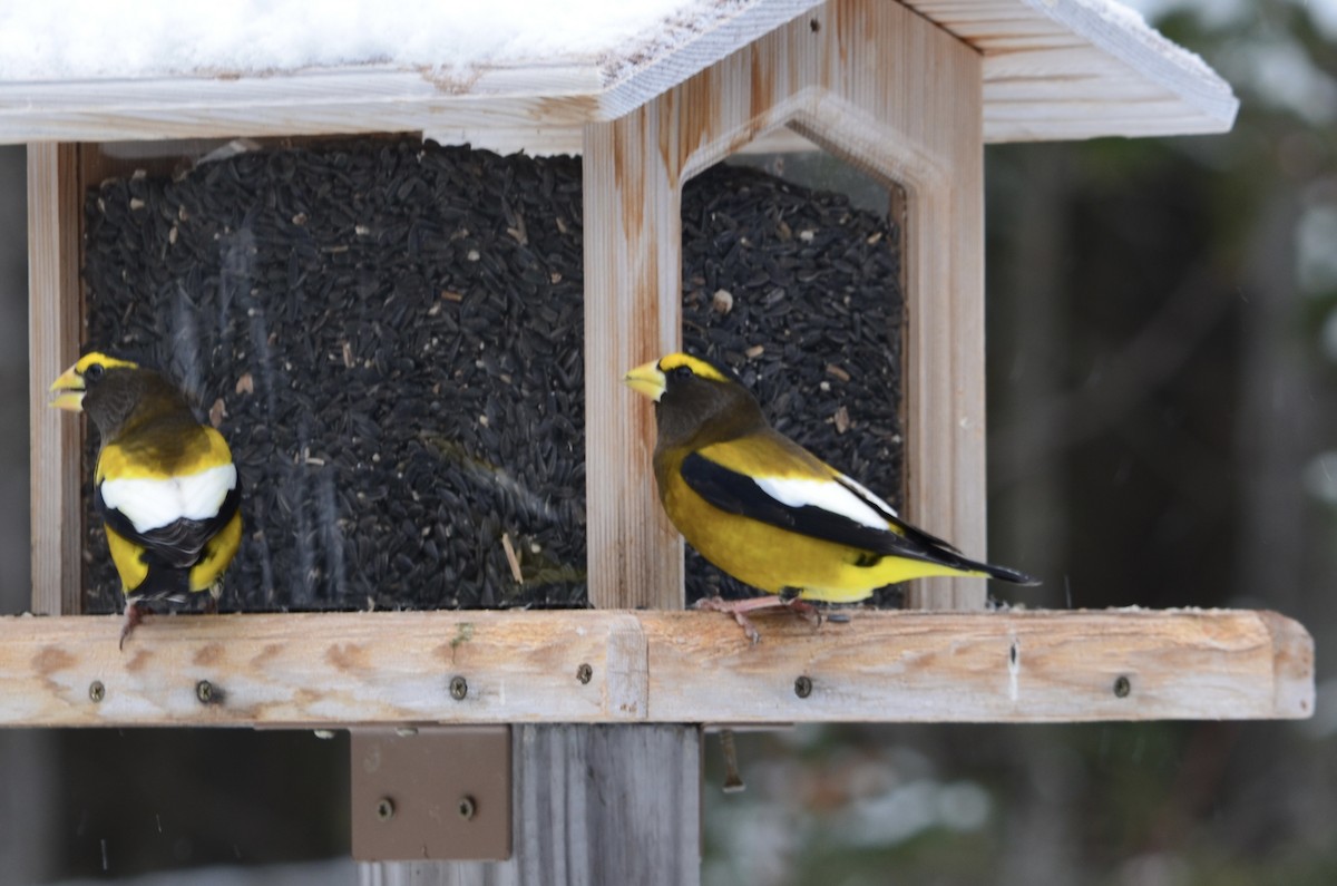 Evening Grosbeak - ML646444537