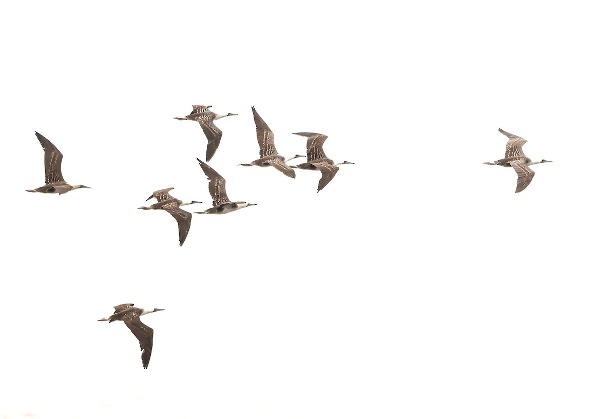 Peruvian Booby - ML646444539