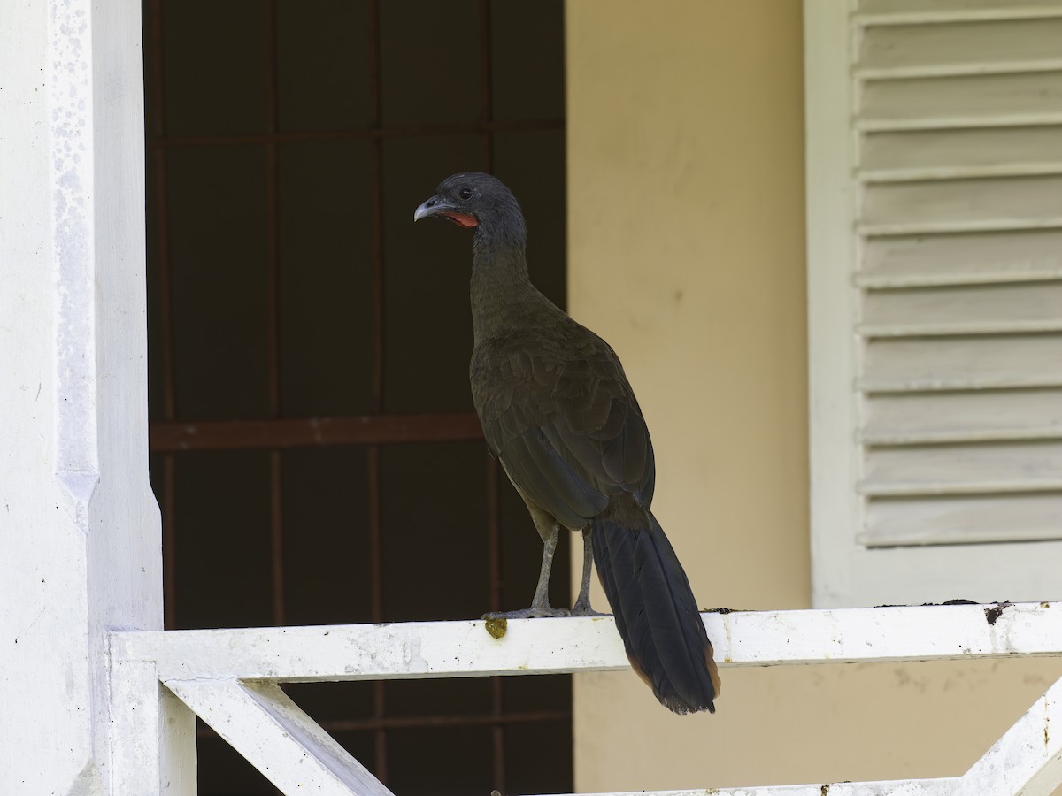Rufous-vented Chachalaca - ML646444540