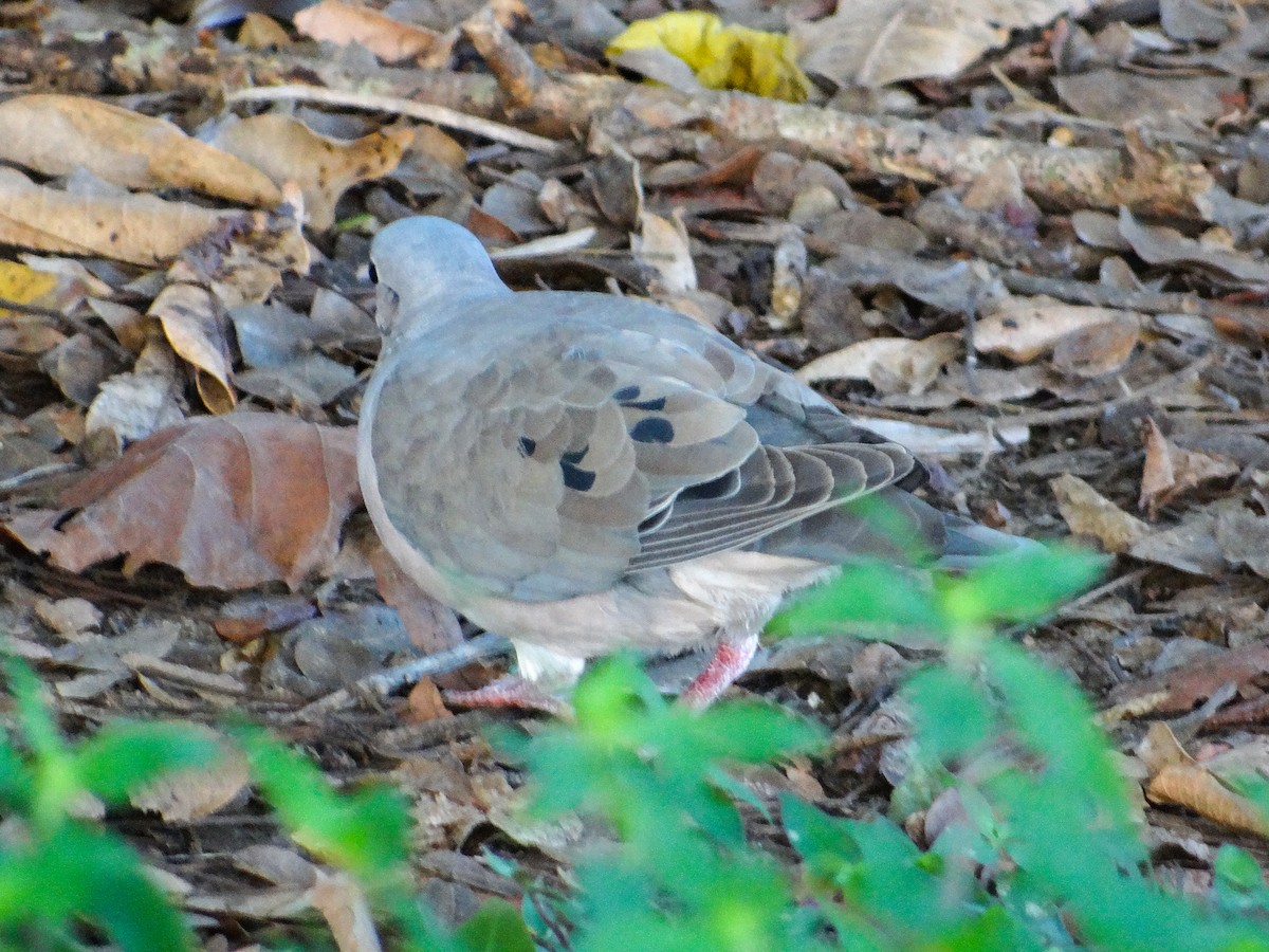 Eared Dove - ML646444541
