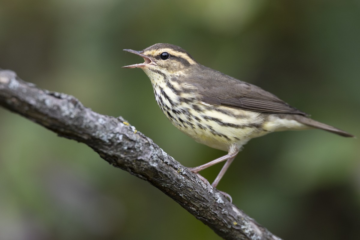 Northern Waterthrush - ML646444544