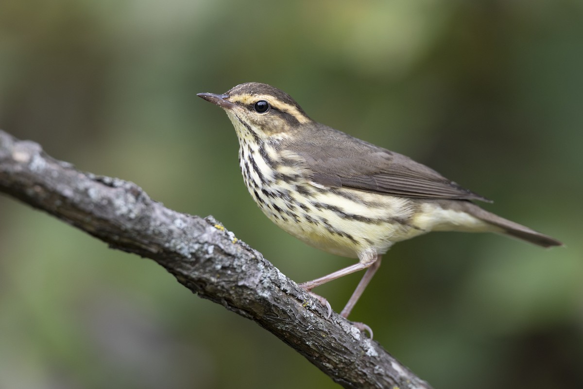 Northern Waterthrush - ML646444545